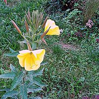 Цветы. :: Владимир Драгунский