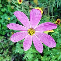 Цветы. :: Владимир Драгунский