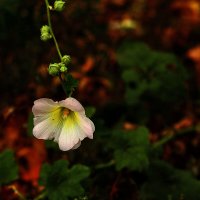 Когда нет солнышка :: Юрий Гайворонскiий