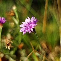Скромное обаяние осенних цветов... :: Андрей Заломленков Скромное обаяние осенних цветов... :: Андрей Заломленков