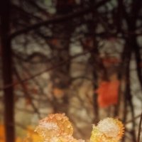 Первый снег октября :: Леонид Абросимов