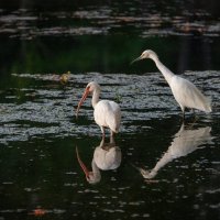 Парк Берроуз :: **** vedin