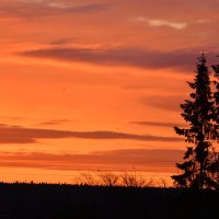 утро :: леонид логинов