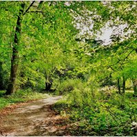 ТРОПИНКА... :: Elvira E. 