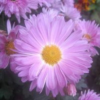 Хризантема :: Елена Семигина