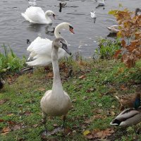 Лебеди в городе :: Рита Симонова
