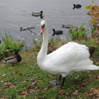 Лебеди в городе :: Рита Симонова