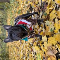 Красавчик :: Анна Камс