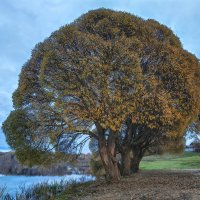 Озеро Дичковское / Шаровидные ивы (Salix fragilis`Bullata`) :: Денис Бочкарёв Озеро Дичковское / Шаровидные ивы (Salix fragilis`Bullata`) :: Денис Бочкарёв