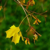 В окружении "носиков"... :: Юрий Куликов