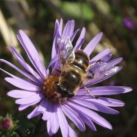 Осенние хлопоты :: Freddy 97