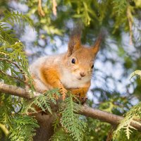 Семки есть? :: Alex Bush