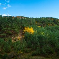 Жёлтик :: Батик Табуев