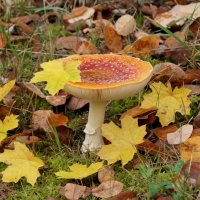 Но зато я симпатичный И весьма фотогеничный. :: "The Natural World" Александер
