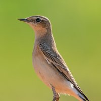 Каменка обыкновенная :: Станислав С.