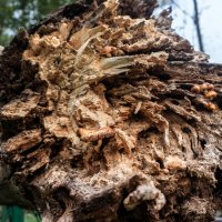 Хрясь :: sorovey Sol Хрясь :: sorovey Sol