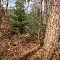 У старой сосны... :: Николай Гирш У старой сосны... :: Николай Гирш