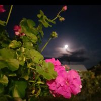 ЛУНА :: Tata Wolf