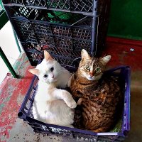 СЕМЕЙНОЕ   ЛОЖЕ :: Анатолий Малобродский