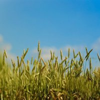 Овес :: Натали Королева