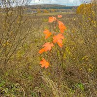 Радость осени. :: Татьяна Корнеева 
