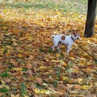 На осеннем ковре! :: Надежда На осеннем ковре! :: Надежда