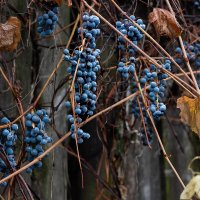 Забор у соседей осенью :: Елена Ахромеева