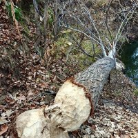 Дерево которое сгрызли бобры :: Надежда