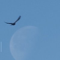 --- :: Наталия 