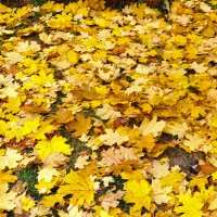 Осенний коврик :: Светлана 