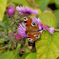 опять бабочки 18 :: Александр Прокудин