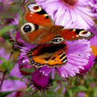 опять бабочки 20 :: Александр Прокудин опять бабочки 20 :: Александр Прокудин