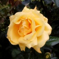 Роза жёлтая, роза чайная... :: Лия ☼ Роза жёлтая, роза чайная... :: Лия ☼