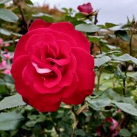 Красная роза. :: Лия ☼