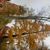 Осень :: Сапсан 