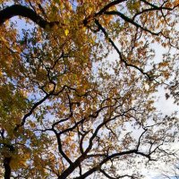 Осеннее начало :: Хватова Марина 