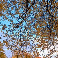 Осыпает золотом :: Хватова Марина 