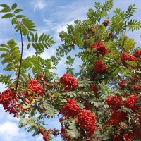 Рябина красная :: Veera V