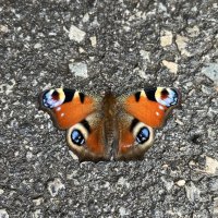 Осенняя бабочка :: Александр Конов