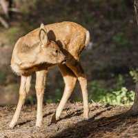 Косуля :: SanSan 