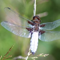 Стрекоза плоская :: Любовь Сахарова