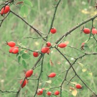 *** :: Лера *** :: Лера