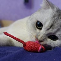 Добычу принёс. :: Марина Леонидовна