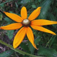 Солнечная красавица :: Людмила Смородинская