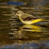 Горная трясогузка... :: Николай Саржанов