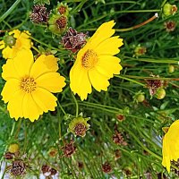 Цветы. :: Владимир Драгунский