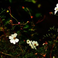 Цветы :: Юрий Гайворонскiий Цветы :: Юрий Гайворонскiий