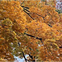 Золотой клён. :: Валерия Комова