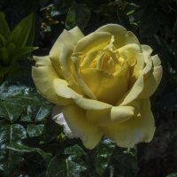 Глория Дей :: Валентин Семчишин Глория Дей :: Валентин Семчишин