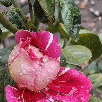 *** :: Валерий Ткаченко